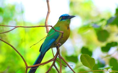 Grupo CCN impulsa iniciativas de sostenibilidad para cuidar el medio ambiente de Nicaragua