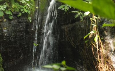 CCN regresa 4 veces más el agua que utiliza en sus operaciones